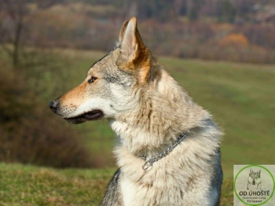 The Black Sea Wolfdog Giny